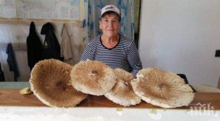 чудо невиждано родопчанка откри сърнели чадъри