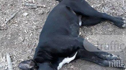 стара загора дирят тровител кучета месец късно