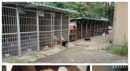 век живеем поредно зверство локви кръв приюта дупница доброволци спасиха бито смърт куче снимки