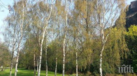 спят дърветата