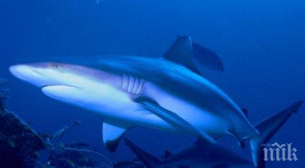 заснеха праисторически акули 400 метра дълбочина