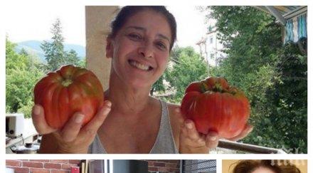 първо пик катето евро разкри тайната гигантските домати чалъма актрисата пълни щайгите градината снимка