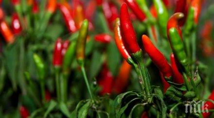 коварно изкушение лютото увеличава белите петна паметта