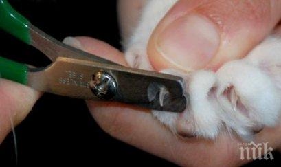 йорк забрани рязането ноктите котките