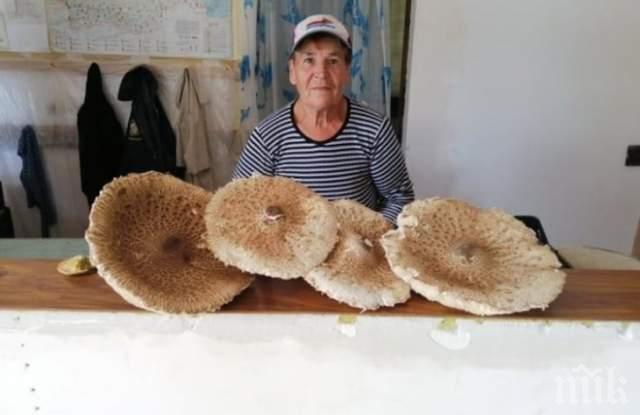 ЧУДО НЕВИЖДАНО: Родопчанка откри сърнели колкото чадъри