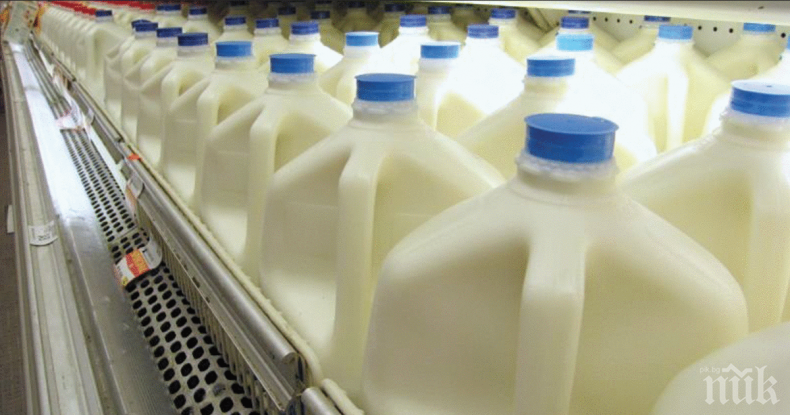 ЛОШО: Вносът на сухо мляко срина цените у нас