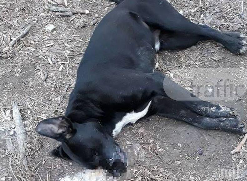 В Стара Загора дирят тровител на кучета месец по-късно
