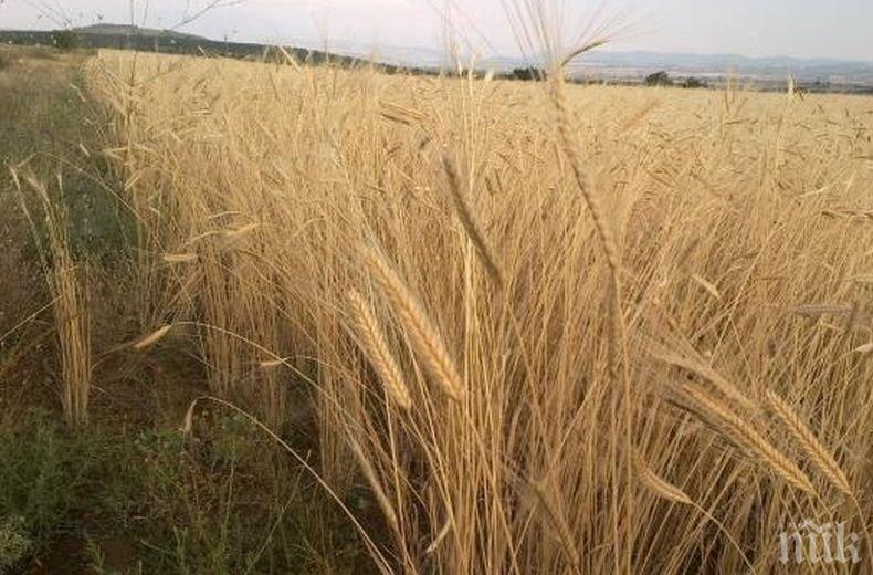 УРОЖАЙ: Реколтата от пшеница стига 6 млн. тона