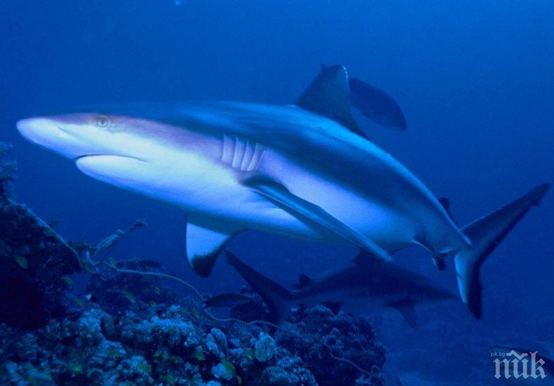 Заснеха праисторически акули на 400 метра дълбочина
