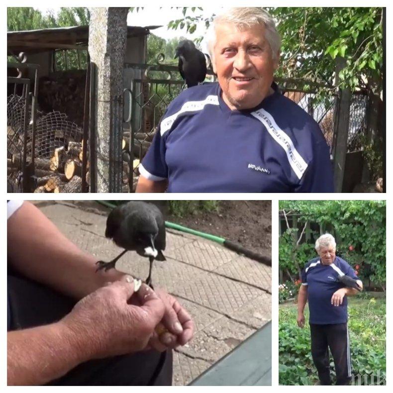 ПЪРВО В ПИК: Гарванът Пейо от монтанското село Якимово е най-новата сензация в мрежата - вижте това УНИКАЛНО ВИДЕО