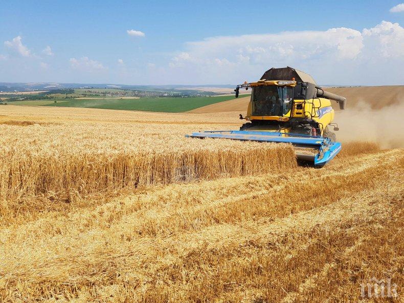 Житната реколта в Русенско пред провал заради дъждовете
