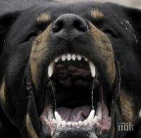 Ротвайлер нападна собственичката си и неин съсед, полицията стреля по животното