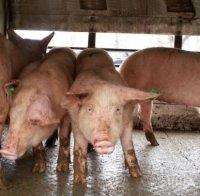 Първи случай на африканска чума и в Лом