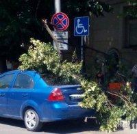 Клон се стовари върху кола с хора в центъра на Пловдив