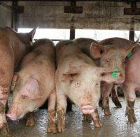 ИЗВЪНРЕДНО: Африканска чума върлува в още един свинекомплекс край Русе - убиват 30 000 прасета