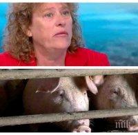 Еколог предупреди: Цяла България е застрашена от свинската чума 