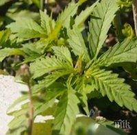 Откриха канабис в градинката на 85-годишна бабка