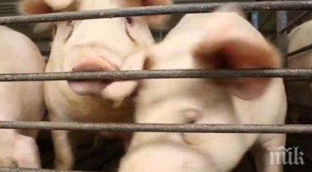 взети проби африканска чума частен имот видин