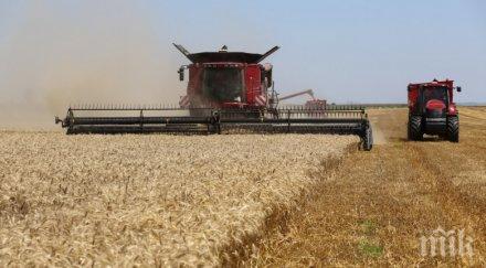 варна ожънаха 268 217 тона пшеница
