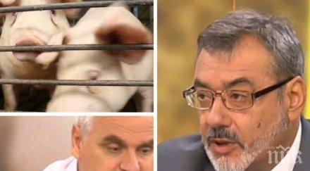 шок експерти разкриха риск хората чумата свинете