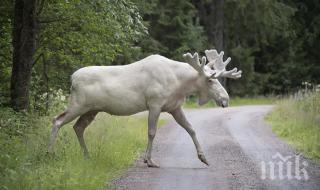 куриоз лосове излязоха пътищата финландия заради голямата жега