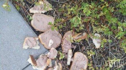 мор пловдив отровен пастет убива кучета младежкия хълм