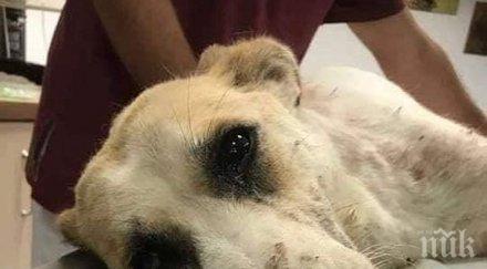 кучето приюта дупница заради фейсбук пламна издъхна страшни мъки вижте шокиращ разказ карцера смъртта снимки
