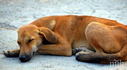 жена новоселци откри две убити кучета нива