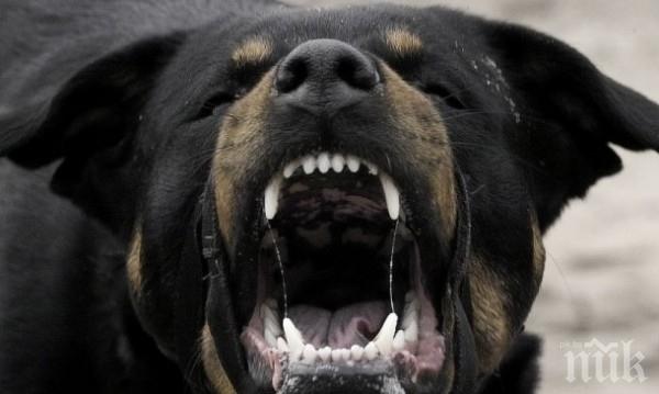 Ротвайлер нападна собственичката си и неин съсед, полицията стреля по животното