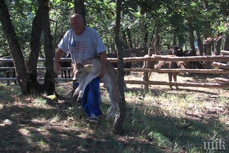 ЮРИДИЧЕСКИ КАЗУС: Най-известната БГ крава Пенка може да остане без покрив