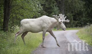 КУРИОЗ: Лосове излязоха по пътищата на Финландия заради голямата жега