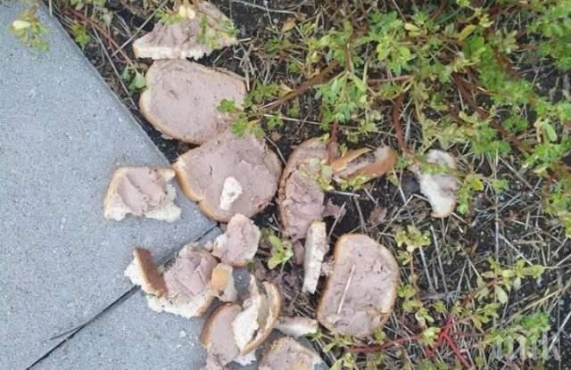 МОР В ПЛОВДИВ: Отровен пастет убива кучета на Младежкия хълм