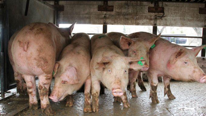 ИЗВЪНРЕДНО: Африканска чума върлува в още един свинекомплекс край Русе - убиват 30 000 прасета