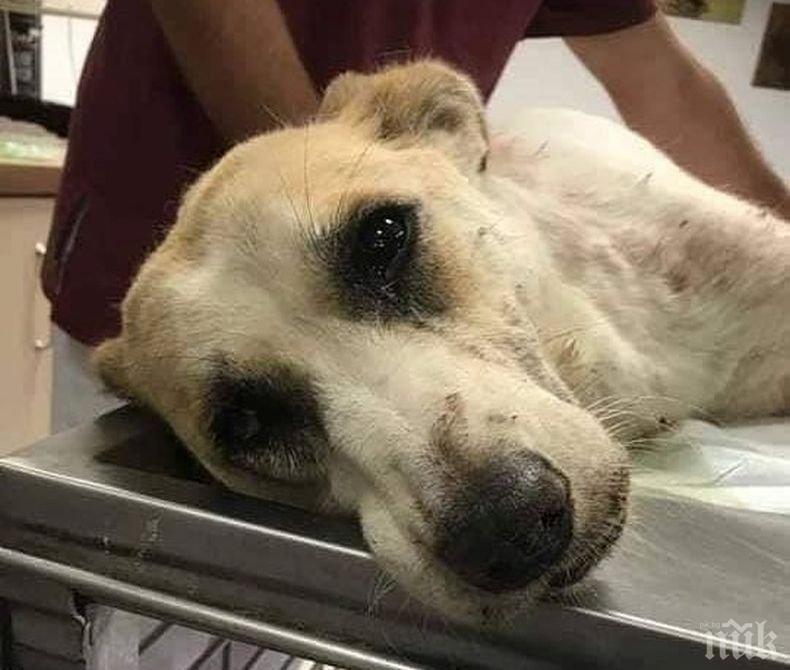 Кучето от приюта в Дупница, заради което Фейсбук пламна, издъхна в страшни мъки - вижте шокиращ разказ за карцера на смъртта (СНИМКИ)
