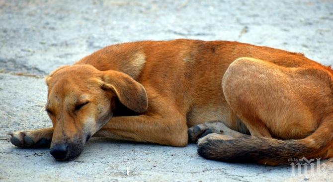Жена от Новоселци откри две убити кучета в нива