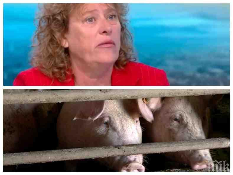 Еколог предупреди: Цяла България е застрашена от свинската чума 
