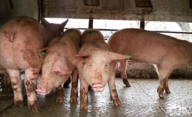 БАБХ потвърди нови огнища на Африканска чума при домашни свине в областите Плевен и Велико Търново