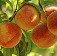 Овощарите в Силистра се притесниха заради ниските цени на прасковите