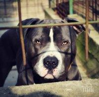 В Русия утвърдиха списък с 12 опасни породи кучета