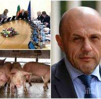 ПЪРВО В ПИК TV: Правителството със спешен съвет заради чумата по свинете - нови мерки ще спират заразата (ОБНОВЕНА)