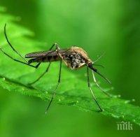 Край на досадните комари! Ето най-добрите домашни средства срещу тях