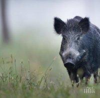Има съмнение за африканска чума при диви прасета в Пловдивско
