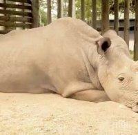 В Сан Диего се роди бял носорог след изкуствено осеменяване