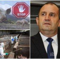 ВСИЧКАТА МАРА ВТАСАЛА: Румен Радев се захвана и с чумата по свинете
