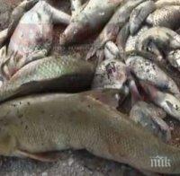 ЕКОКАТАСТРОФА: Тонове мъртва риба изплуваха в река Искър! Хората във Врачанско протестират