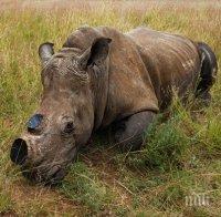 Заловиха 125 килограма рог от носорог в гипсови отливки