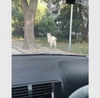 Пръч броди на воля из Кючука