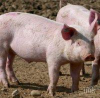 ДОБРА НОВИНА: Няма африканска чума в свинекомплекса в Юделник