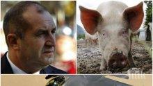 Г-н Радев, излагате се! Какво е общото между Ф-16 и чумата по свинете – вашите „Грипен“-и ли?