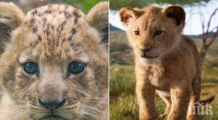 вижте лъвчето модел бахати дисни създаде симба новия цар лъв видео